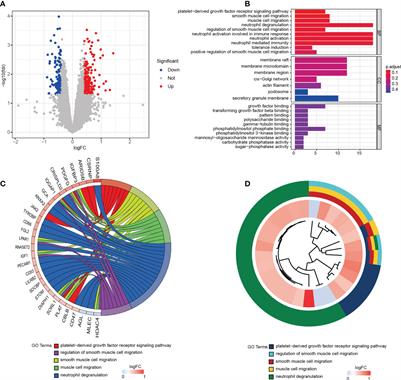 DUSP1 promotes muscle atrophy by inhibiting myocyte differentiation in cachectic patients
